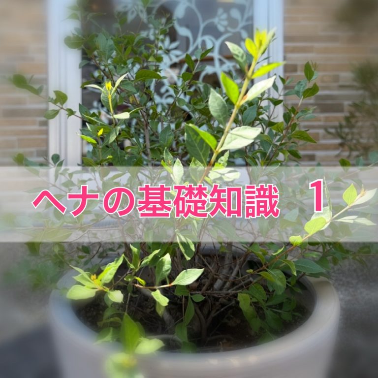 ヘナの基礎知識 Vol.1
