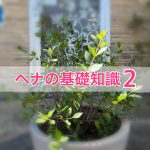 ヘナの基礎知識 Vol.2