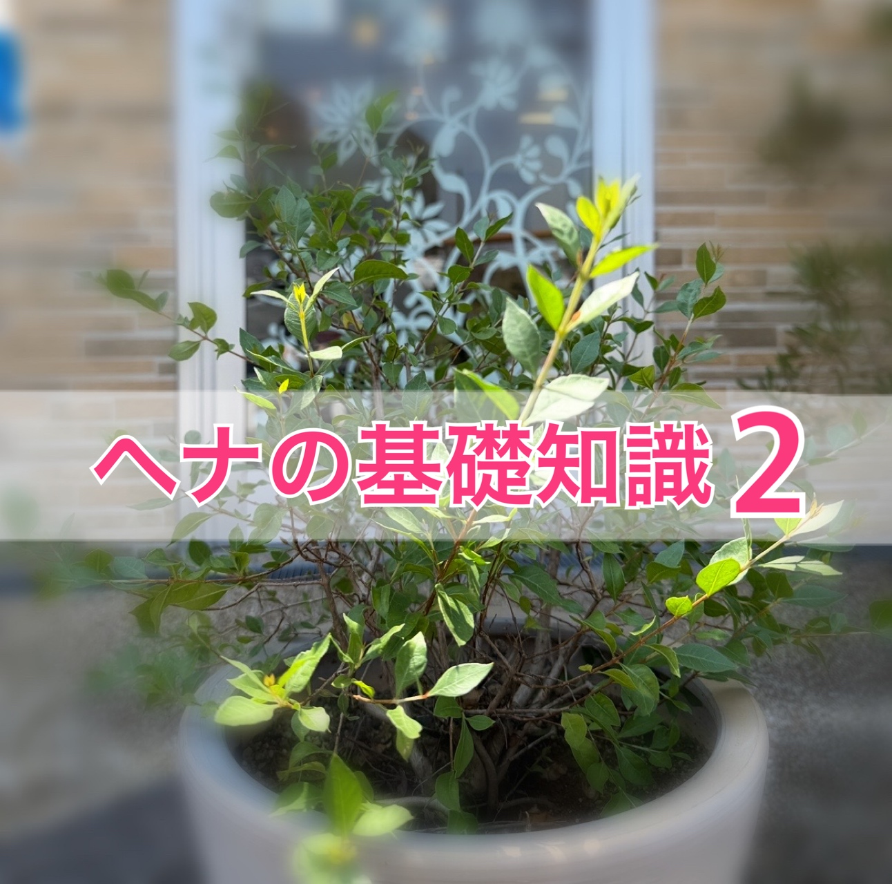 ヘナの基礎知識 Vol.2