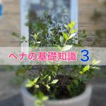 ヘナの基礎知識 Vol.3-初めてのヘナ！-