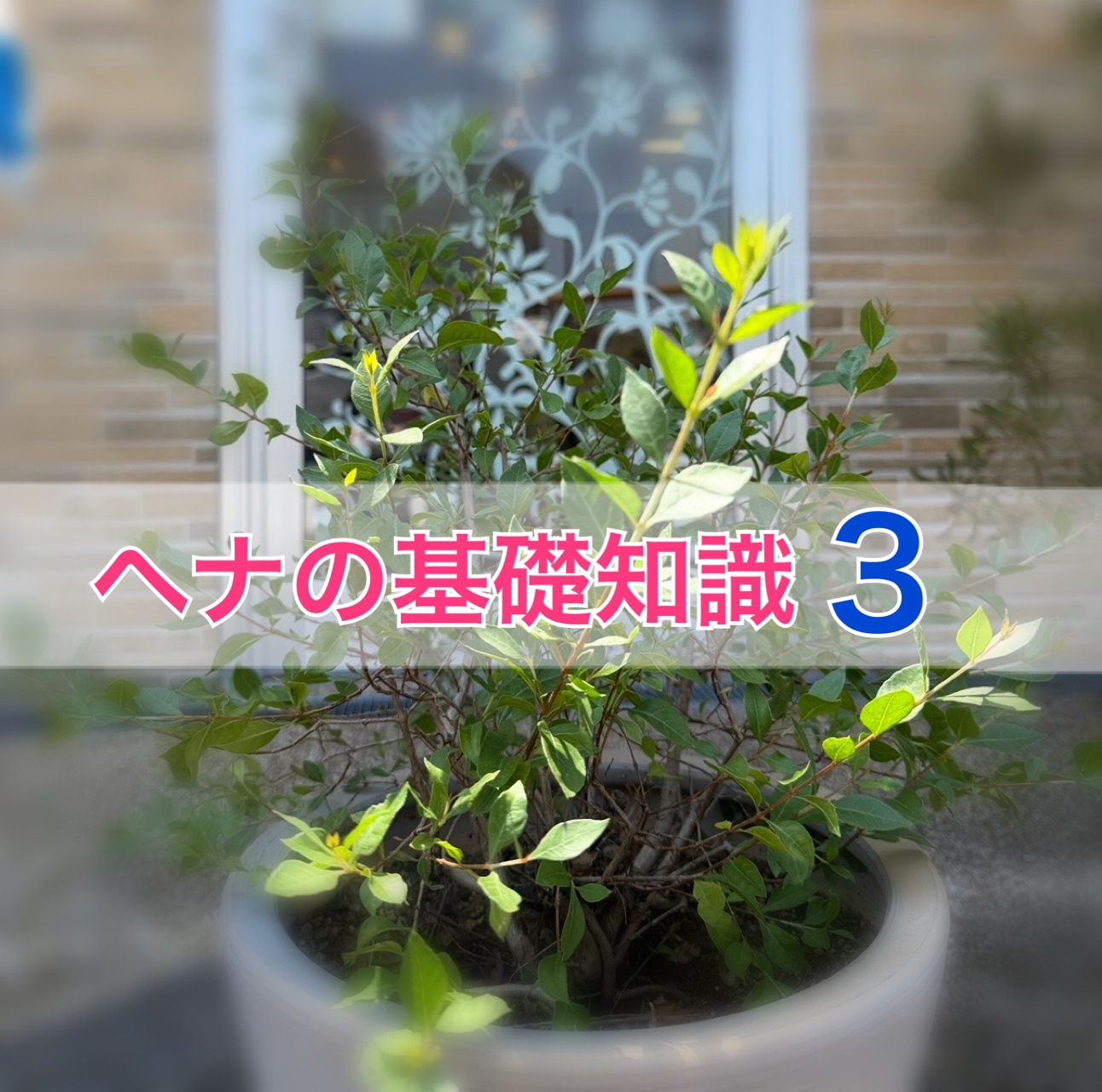 ヘナの基礎知識 Vol.3-初めてのヘナ!-