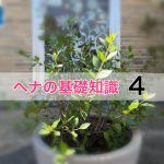 ヘナの基礎知識 Vol.4-「キレイね！」「ステキですね！」と言われたい-