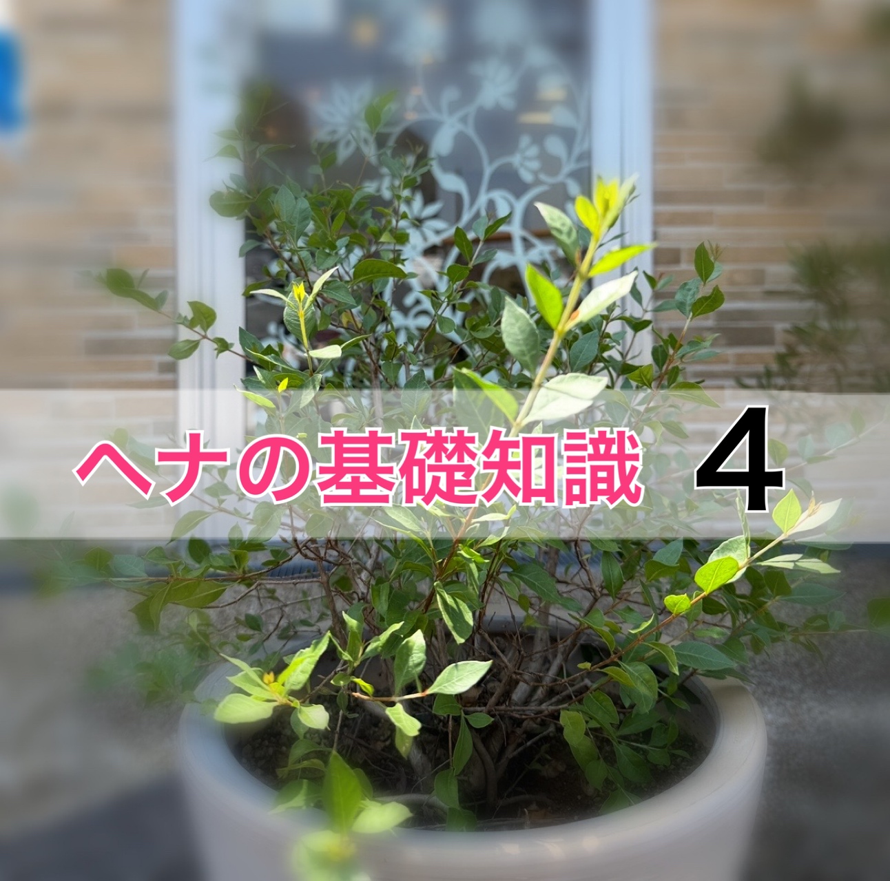 ヘナの基礎知識 Vol.4-「キレイね!」「ステキですね!」と言われたい-