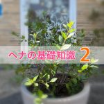 ヘナの基礎知識 Vol.2-ヘナにも品質の違いがある-