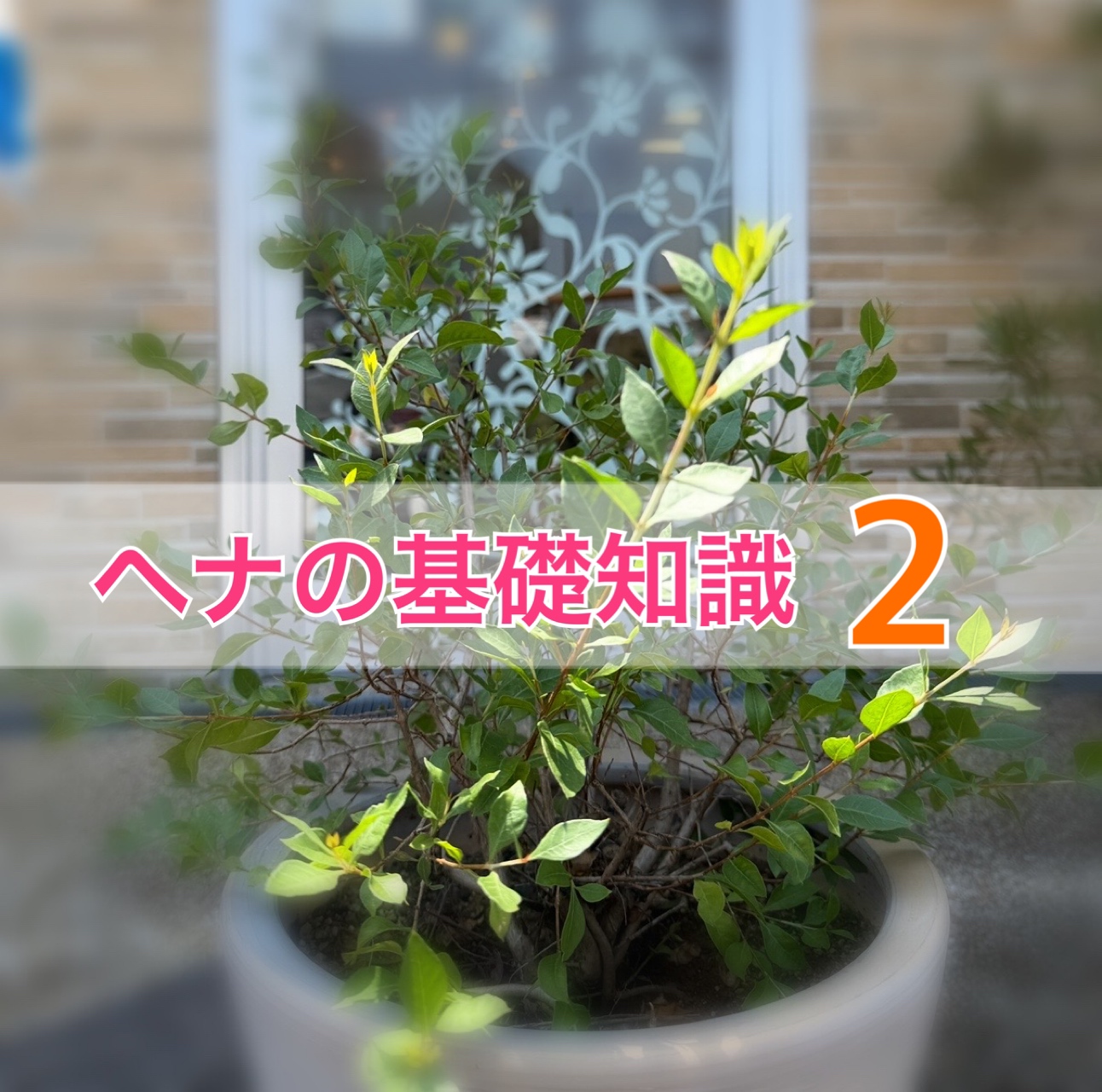 ヘナの基礎知識 Vol.2-ヘナにも品質の違いがある-